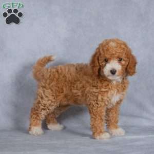 Crimson, Miniature Poodle Puppy